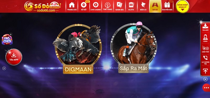 Đá gà mang đến những trận chiến thăng hoa kịch tính